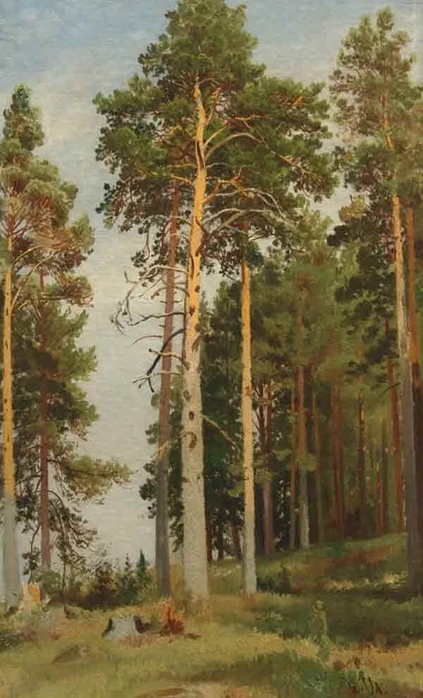  «Сосны, освещённые солнцем» (1886)]